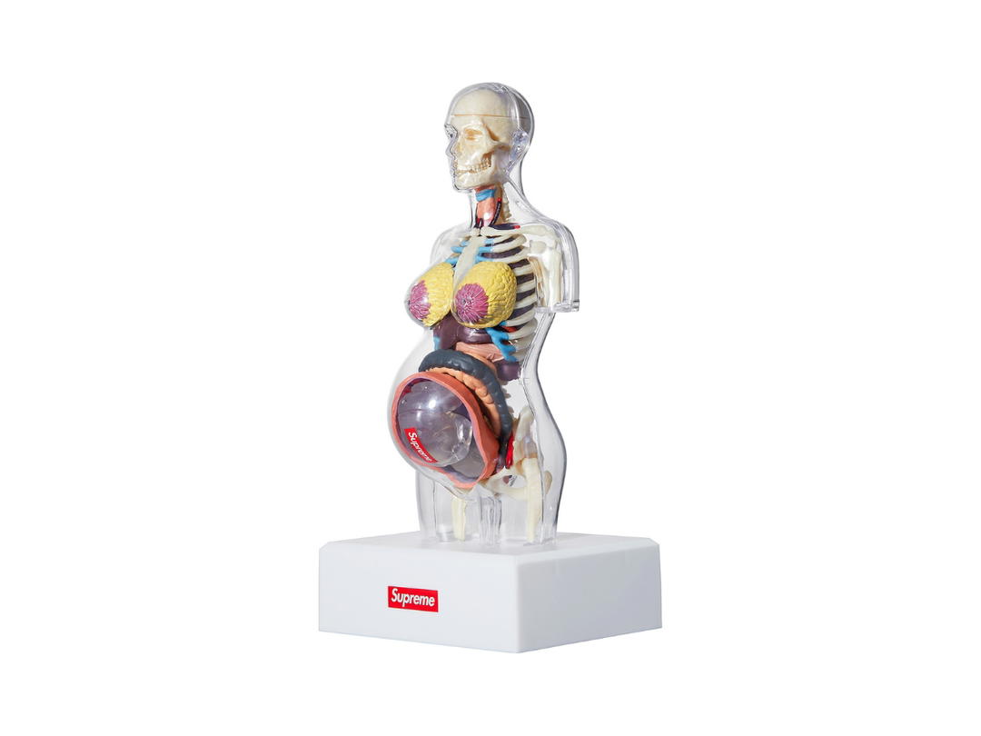 Supreme Supreme Female Anatomy Model Clear