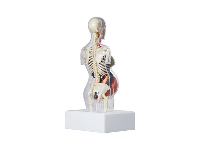 Supreme Supreme Female Anatomy Model Clear - view 2